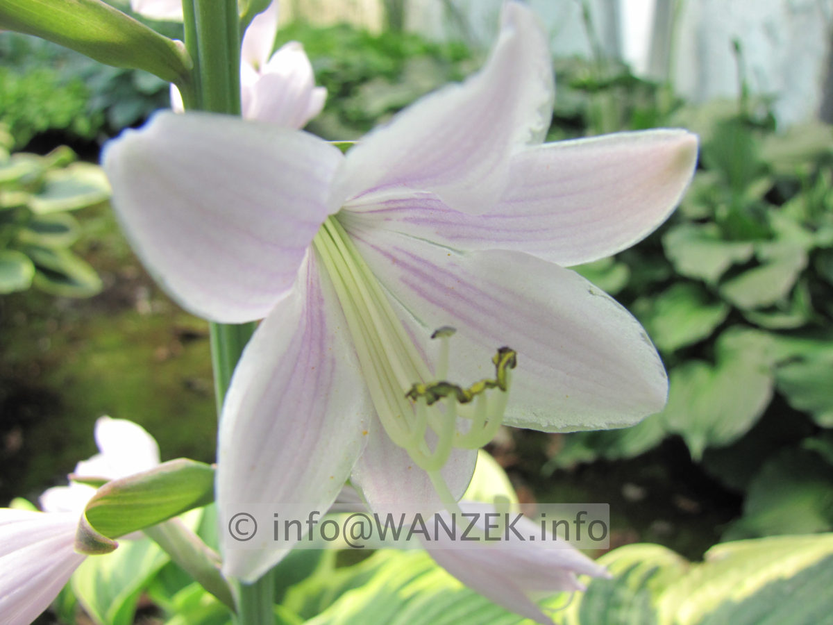 Hosta Hybride Wide Brim MacroBluete 2.JPG